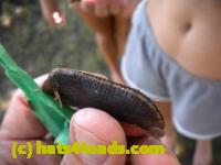 /home//u458753944/public_html/sourcegallery//Insects and small critters/slugs snails leaches (Gastropoda and Annelida)/DSCN8379.JPG